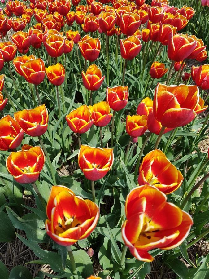 Romantisch Huisje Nabij Het Strand Met Uitzicht Op De Tulpenvelden Julianadorp Zewnętrze zdjęcie