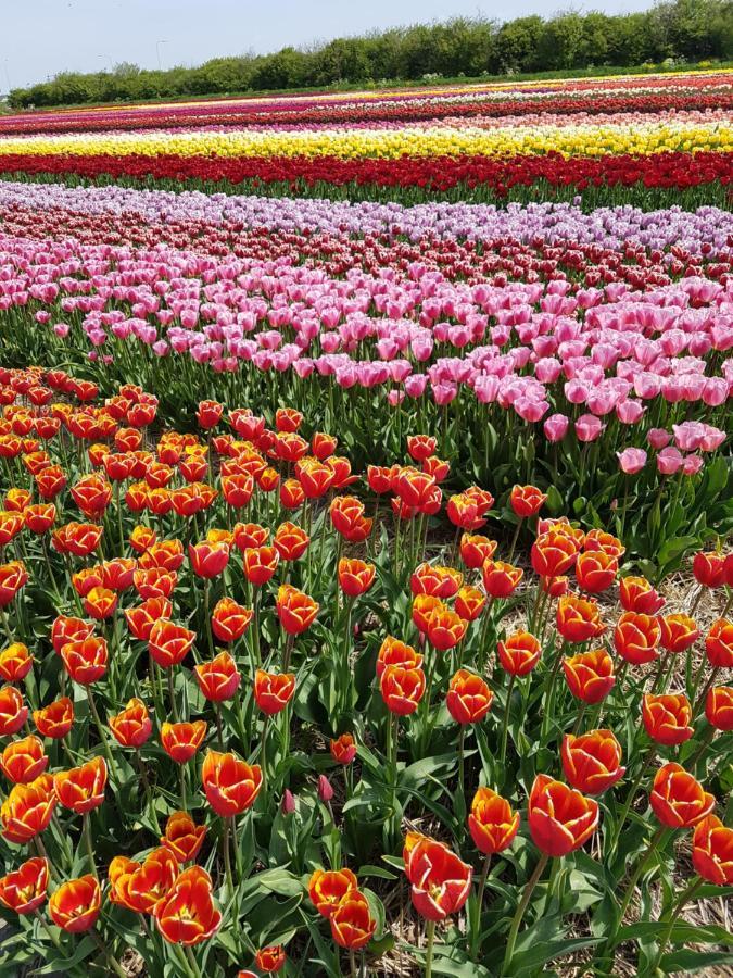 Romantisch Huisje Nabij Het Strand Met Uitzicht Op De Tulpenvelden Julianadorp Zewnętrze zdjęcie