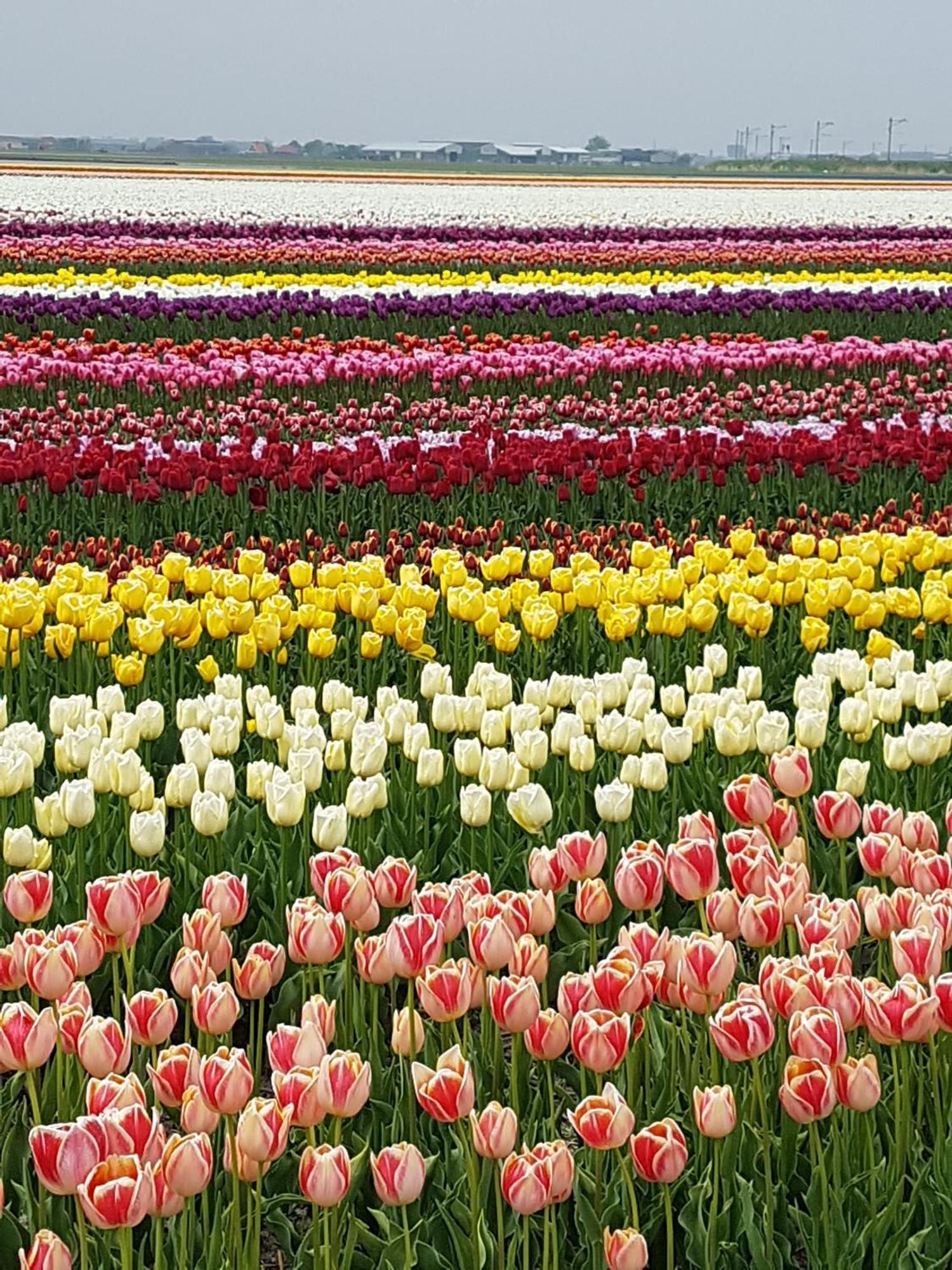 Romantisch Huisje Nabij Het Strand Met Uitzicht Op De Tulpenvelden Julianadorp Zewnętrze zdjęcie