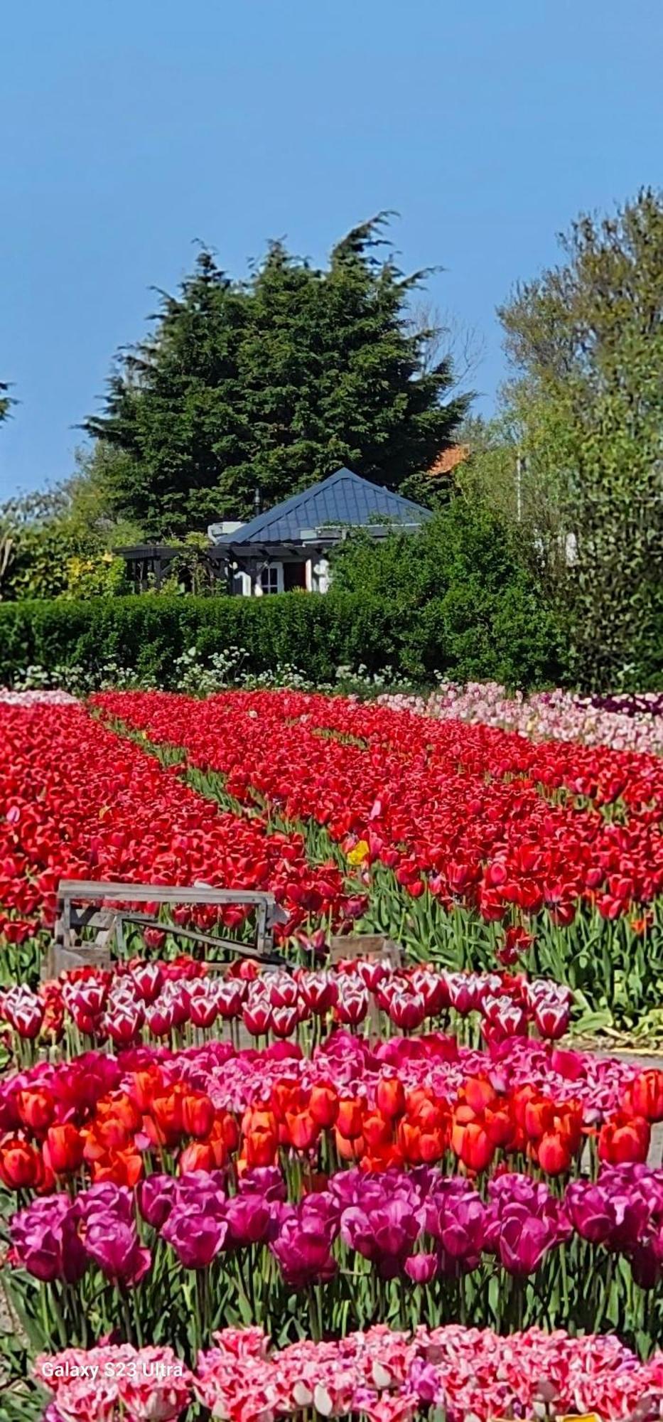 Romantisch Huisje Nabij Het Strand Met Uitzicht Op De Tulpenvelden Julianadorp Zewnętrze zdjęcie