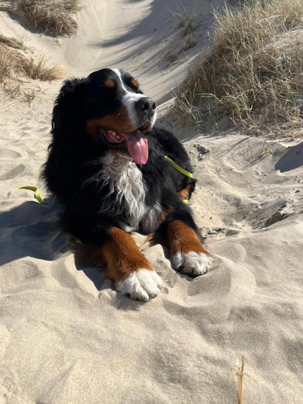 Romantisch Huisje Nabij Het Strand Met Uitzicht Op De Tulpenvelden Julianadorp Zewnętrze zdjęcie