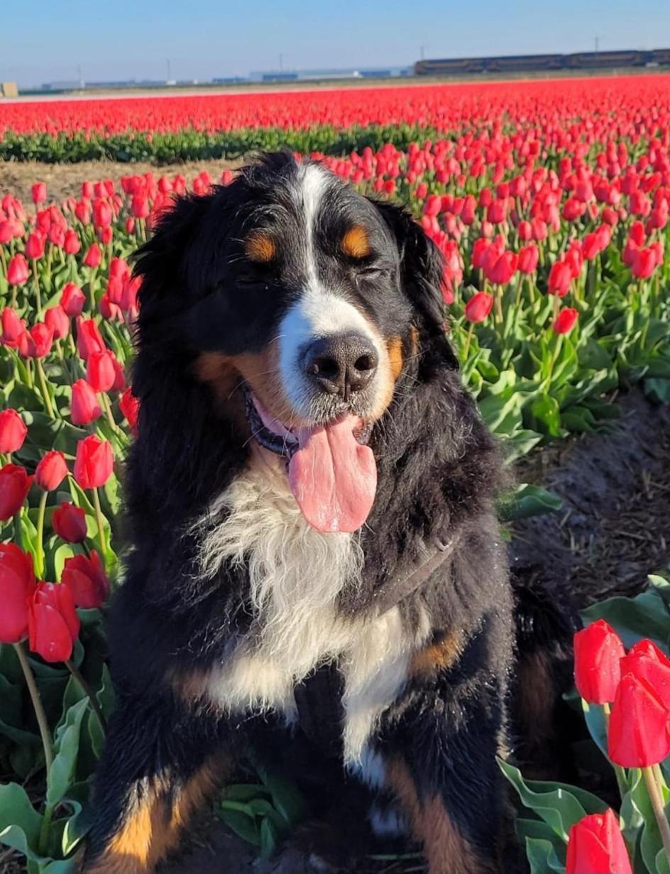 Romantisch Huisje Nabij Het Strand Met Uitzicht Op De Tulpenvelden Julianadorp Zewnętrze zdjęcie