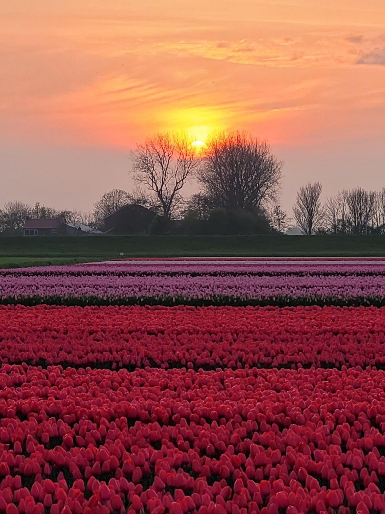 Romantisch Huisje Nabij Het Strand Met Uitzicht Op De Tulpenvelden Julianadorp Zewnętrze zdjęcie